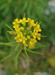 Erysimum cheiranthoides