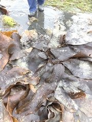 Laminariaceae