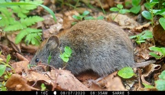 Craseomys rufocanus