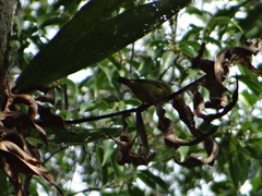 Euphonia chrysopasta