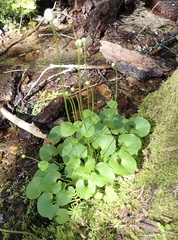Parnassia fimbriata