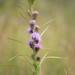 Liatris squarrosa - Photo (c) Kate Goodenough,  זכויות יוצרים חלקיות (CC BY-NC), uploaded by Kate Goodenough