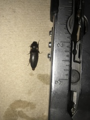 Deilelater physoderus