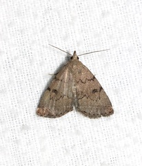 Zanclognatha dentata