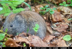 Craseomys rufocanus