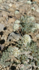 Eriogonum gracilipes