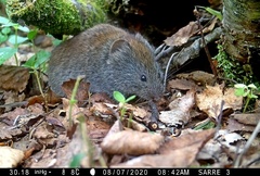 Craseomys rufocanus