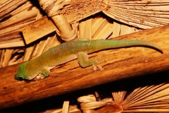 Phelsuma kochi