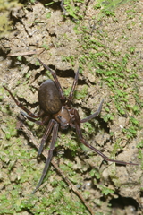 Megadictyna thilenii