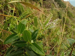 Veronica flavida