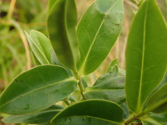 Veronica flavida