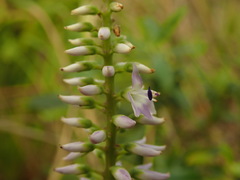 Veronica flavida