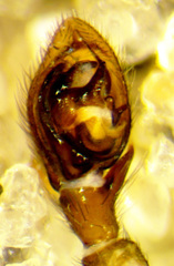 Drassyllus fallens
