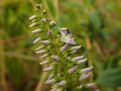 Veronica flavida