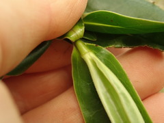 Veronica flavida