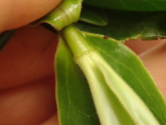 Veronica flavida