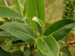 Veronica flavida