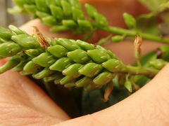 Veronica flavida