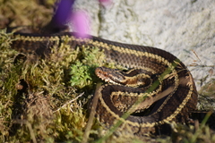 Vipera seoanei