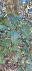 Cryptocarya foetida