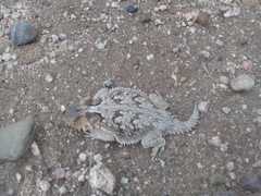 Phrynosoma coronatum