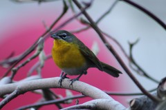 Icteria virens virens