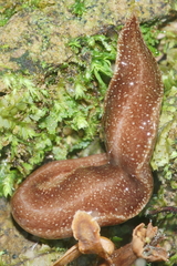 Australopacifica spectabilis