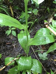 Platanthera grandiflora