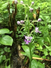 Platanthera grandiflora