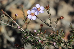 Euryomyrtus ramosissima ramosissima