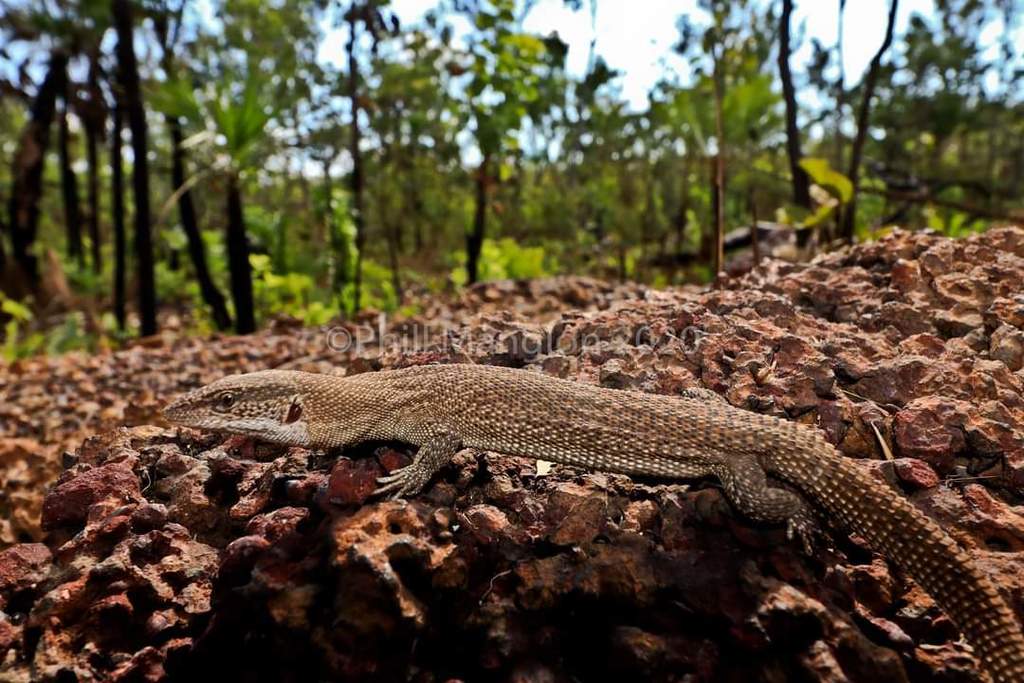 Northern Ridge Tailed Monitor Northern Ridge-tailed Monitor from Weddell NT 0822, Australia on August ...