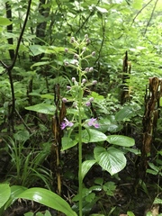 Platanthera grandiflora
