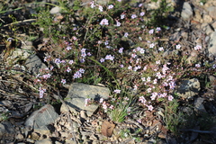 Euryomyrtus ramosissima ramosissima