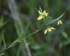 Lysimachia hybrida