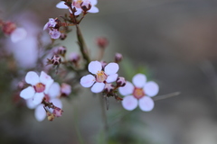Euryomyrtus ramosissima ramosissima