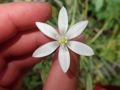 Anthericum liliago
