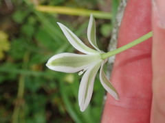 Anthericum liliago