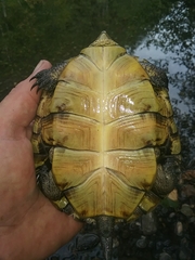 Actinemys marmorata marmorata