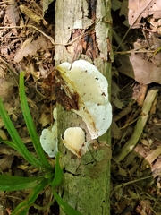 Skeletocutis semipileata