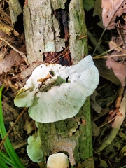 Skeletocutis semipileata