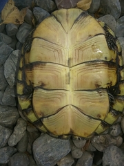 Actinemys marmorata marmorata