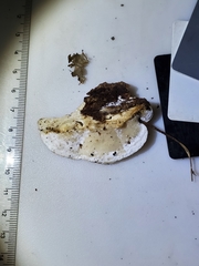 Skeletocutis semipileata