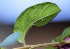 Sarucallis kahawaluokalani