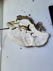 Skeletocutis semipileata