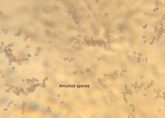 Lentinellus subaustralis