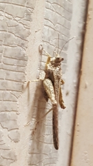 Danielatettix caudatus