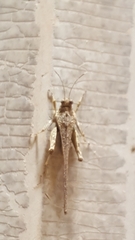 Danielatettix caudatus