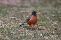 Turdus migratorius