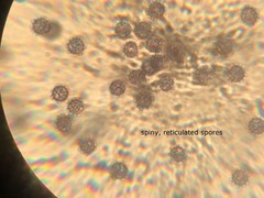 Lactarius subserifluus