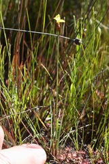 Xyris montana